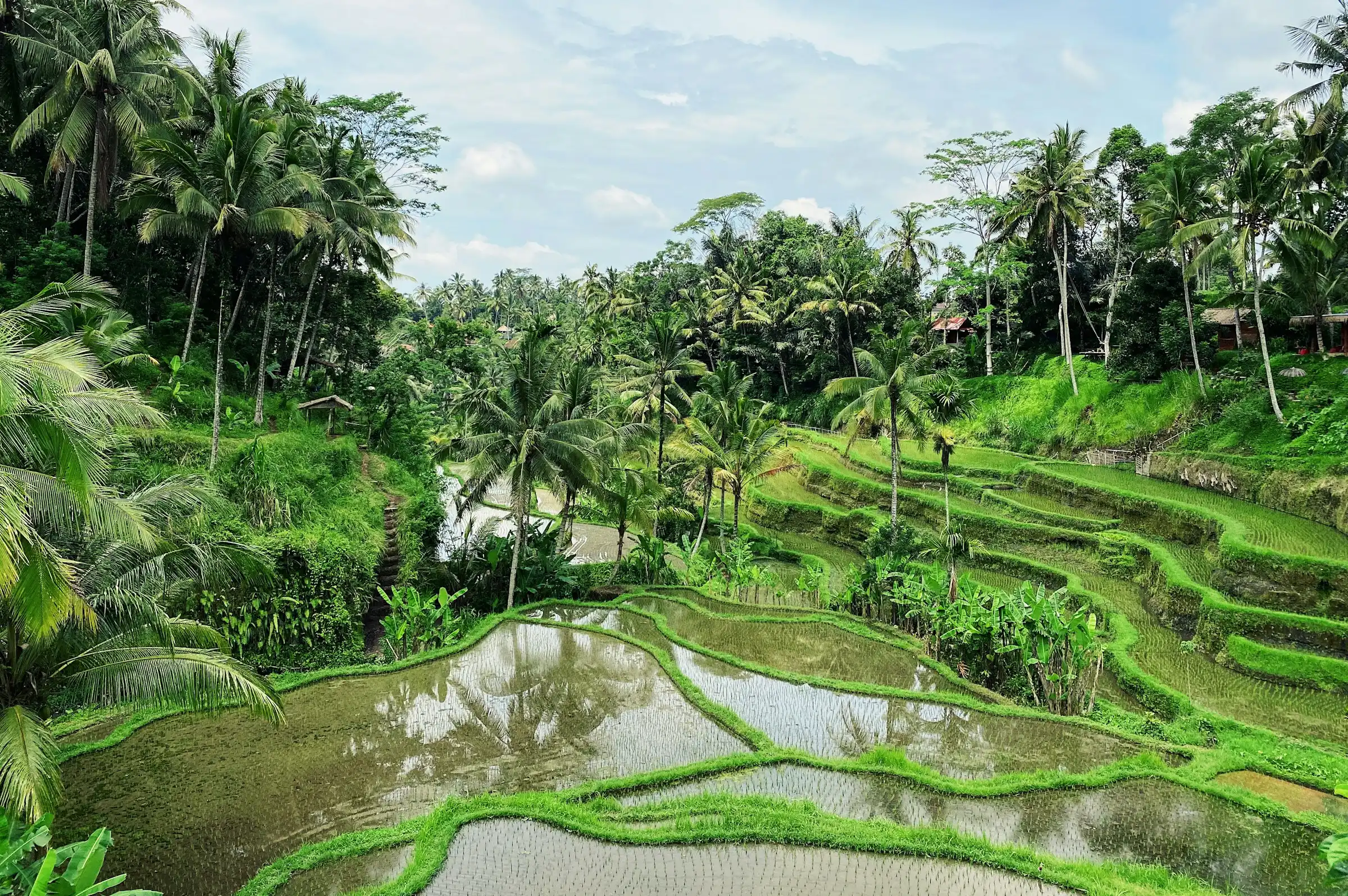 Home tegalalang rice terrace bali